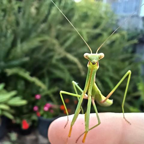 My Mantis friend