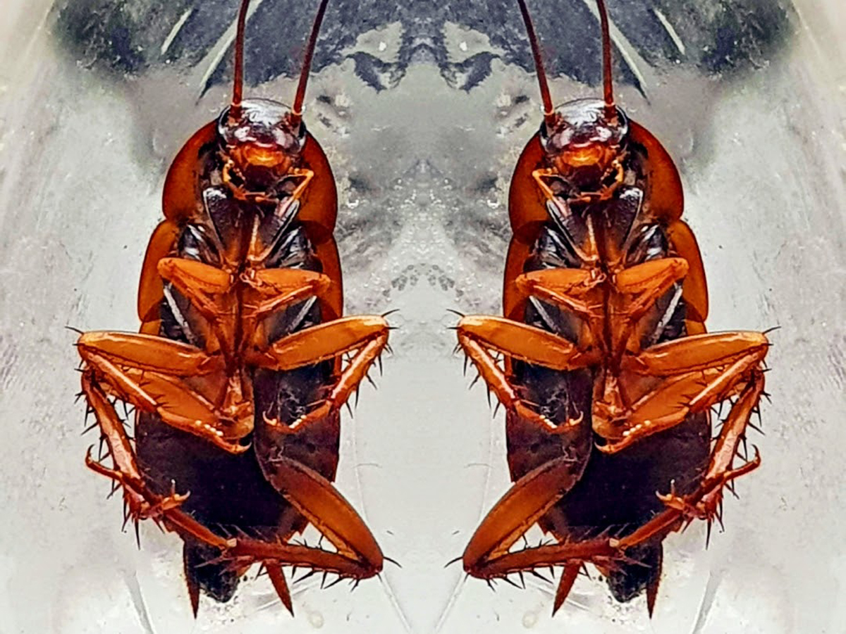 Two cockroaches